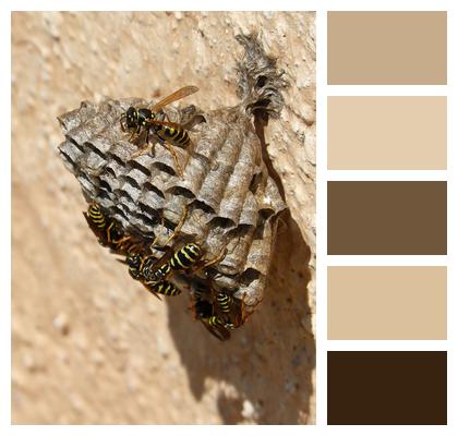 Wasps Plant Architecture Hornet'S Nest Image
